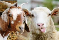 Serupa Tapi Tak Sama! 4 Perbedaan Antara Kambing dan Domba yang Jarang Diketahui, Jangan Sampai Salah Sebut Ya