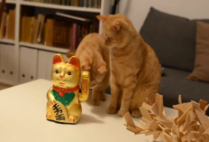 Yuk Simak! 4 Legenda Tentang Kucing yang di Percayai Sebagian Masyarakat Jepang, Apa Aja?