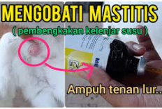 6 Cara Mengobati Penyakit Mastitis Pada Hewan Ternak Paling Ampuh! Kambing dan Sapi Sering Jadi Korban Kenapa?