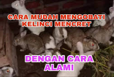 Info Rabbit, Penyebab dan Cara Mengobati Kelinci Mencret dengan Bahan Alami, Cek Disini! Jamin Langsung Sembuh