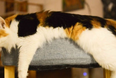 Yuk SImak! Fakta Unik Kucing Kembang Telon, Mengapa Jarang Berjenis Kelamin Jantan? 