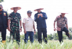 Optimis Produksi Bawang Kabupaten Banyuasin Bisa Menyamai Brebes