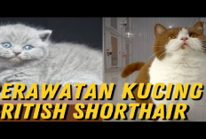Cuan Banget, Harga Anak Kucing British Shorthair Capai Rp30 Juta, Berikut Cara Perawatannya... 