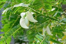 Wajib Coba! Resep Silase Daun Turi untuk Pakan Kambing yang Sedang Sakit, Jamin Auto Sembuh dan Lahap Makan