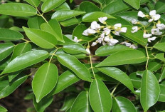 Info Ternak, Resep Silase Daun Mangrove untuk Pakan Kambing, Peternak Wajib Coba Racikan Ini! Apa Aja Ya?