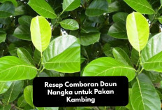 Resep Comboran Daun Nangka untuk Pakan Kambing, Tips Alternatif Tambahan Nutrisi yang Ekonomis!