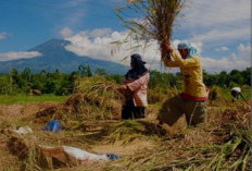 Konsumsi Pangan Tembus 26,11 juta Ton, Berikut 10 Provinsi Produksi Beras Terbesar di Indonesia...