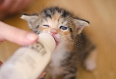 3 Tips Merawat Baby Kitten Agar Tumbuh Sehat dan Cepat Besar, Nomor 3 Wajib Diperhatikan, Kenapa?