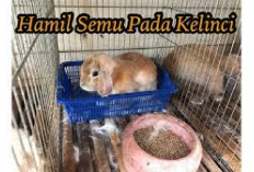 Info Rabbit, 5 Ciri-Ciri Kelinci Hamil Semu yang Perlu Bunny Lovers Ketahui, No 2 Sering Bikin Kegocek!