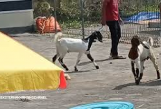 Info Ternak, 4 Penyebab Kambing Baru Beli Gak Mau Makan dan 5 Cara Mengatasinya, Apa Aja Ya? Cekidot!