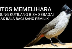 5 Mitos Burung Kutilang yang Dianggap Sebagai Pembawa Keberuntungan Hingga Penghubung Alam Gaib, ini Faktanya!