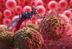 7 Langkah Praktis Mencegah Berkembangnya Nyamuk Malaria di Lingkungan Rumah!