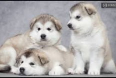 Jangan Keliru! Ini Perbedaan Anjing Siberian Husky dan Alaskan Malamute, Owner Awas Ketipu...