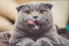 6 Fakta Menarik Seputar Kucing British Shorthair, Ternyata Memiliki Golongan Darah Langka, Yuk Simak!