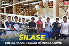 Cobain Kuy, 6 Cara Praktis Membuat Silase Nutrisi Tinggi untuk Ternak Kambing, Jamin Auto Sehat dan Gemuk!