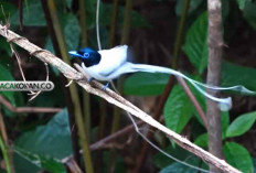 Bisa membuat Umur Panjang? Misteri Burung Tali Pocong: Legenda Alam Indonesia yang Harus Dilestarikan