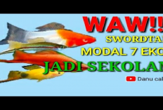 Info Ternak, 5 Cara Budidaya Fish Swordtail Atau Ikan Platy Pedang, Modal Dikit Untung Gede!
