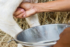 Jangan Ditiru! Ini Pakan Terbaik untuk Usaha Ternak Kambing Perah Agar Air Susu Melimpah