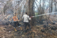 7 Hektare Kabun Sawit dan Lahan Gambut Terbakar, Api Sulit Dipadamkan