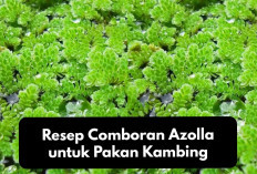 Wajib Tiru! Resep Comboran Azolla untuk Pakan Kambing, Jamin Lezat dan Sehat Ternak Auto Lahap Makan