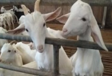 7 Tips Ternak Kambing Perah dengan Cara Praktis dan Menguntungkan untuk Bisnis Susu, Apa Aja?