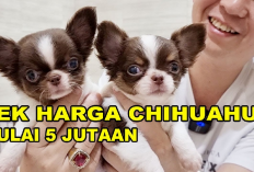 Murah Banget! Harga Anak Anjing Chihuahua Mencapai Rp10 Juta Sepasang, Berikut Cara Merawatnya...