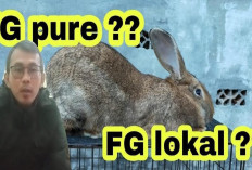 Info Rabbit, 5 Perbedaan Kelinci Flemish Giant Pure dan FG Lokal, No 1 Wajib Diketahui Bunny Lovers! Cek Sini