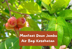 6 Manfaat Daun Jambu Air Bagi Kesehatan Dan Kecantikan, Salah Satunya Bisa Mencegah Jerawat…