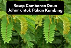 Resep Comboran Daun Johar untuk Pakan Kambing, Solusi Inovatif Dunia Peternakan, Berikut Tipsnya!