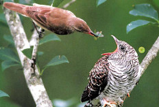 Keunikan dan Kecantikan Burung Kedasih: 15 Fakta Menarik yang Perlu Diketahui