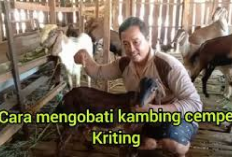 5 Cara Merawat dan Mengobati Anak Kambing Atau Cempe Kriting, Peternak Wajib Tau! No 1 Paling Penting