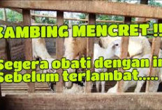 5 Penyebab Kambing Mencret dan Cara Mengobatinya, Peternak Wajib Simak Ini! Apa Aja Ya? Cekidot...