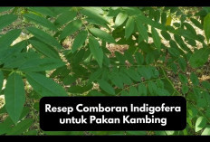 Resep Comboran Indigofera untuk Pakan Kambing dan Manfaat yang Peternak Harus Ketahui! Cek Disini Ya