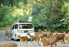 Nikmati Ribuan Satwa Taman Safari, Ini Daftar Harga Tiket Masuk! 