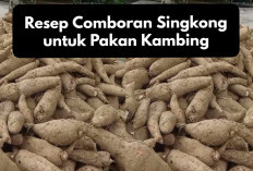 Praktis dan Bergizi! Ini Resep Comboran Singkong untuk Pakan Kambing, Peternak Wajib Coba Jamin Auto Gendut