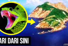 5 Fakta Serem Pulau Snake Island Paling Mematikan di Dunia, Begini Penjelasannya?