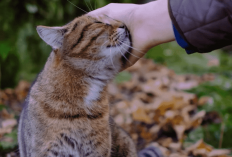 Kenapa Sih Kucing Suka Dielus Kepalanya, Apakah Karna Kutuan? Berikut Penjelasannya