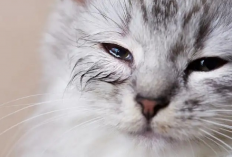 8 Penyebab Kucing Terkena Penyakit Flu yang Mengganggu Saluran Pernapasan Atas, Apa Aja?