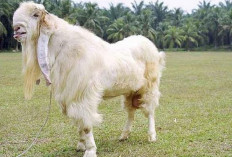 Jangan Abai! Ini Tips Merawat Kambing Etawa agar Memiliki Nilai Jual yang Tinggi, Cek Selengkapnya