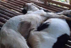 Jamin Ampuh! Ini Cara Mengatasi Virus PMK pada Kambing dengan Obat Alami untuk Peternak Pemula, Buktiin Deh