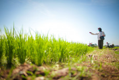 Hidup Petani! Pemerintah Merugi Rp 600 M Per Tahun Gegara Ini, Mentan Bakal Sikat 2.039 Kios