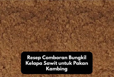 Rekomendasi Resep Comboran Bungkil Kelapa Sawit untuk Pakan Kambing, Tips Alternatif Bagi Peternak Pemula