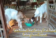 Rekomendasi 3 Cara Membuat Pakan untuk Anakan Kambing Usia Dua Bulan, Kuy Cobain! Begini Tips dan Resepnya