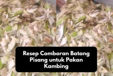 Auto Hemat! Ini Resep Comboran Batang Pisang untuk Pakan Kambing, Solusi Inovatif Bagi Peternak Pemula