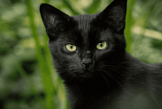 3 Alasan Kenapa Kucing Hitam Dianggap Sebagai Kucing Pembawa Sial, Berikut Penjelasannya!