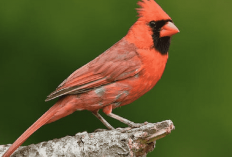 5 Jenis Burung yang Dapat Menirukan Suara Manusia dan Alasannya, Berikut Penjelasannya!