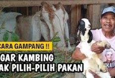 Wajib Tau! 7 Tips Agar Kambing Tidak Pilih-Pilih Pakan Saat Ternak, Buktiin Sendiri Jamin Ampuh 100 Persen