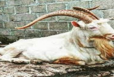 Info Ternak, 6 Tips Memilih Indukan Kambing Saanen yang Berkualitas bagi Pemula, Cek Selengkapnya!