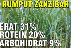 Pilihan Nutritif untuk Peningkatan Produktivitas Ternak Dengan Rumput Zanzibar Sebagai Pakan Sapi, Kok Bisa? 