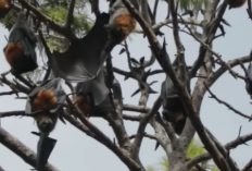 Kelelawar, Makhluk Paling Unik di Dunia Mamalia dan Cara Mereka Tidur Terbalik Di Atas Pohon